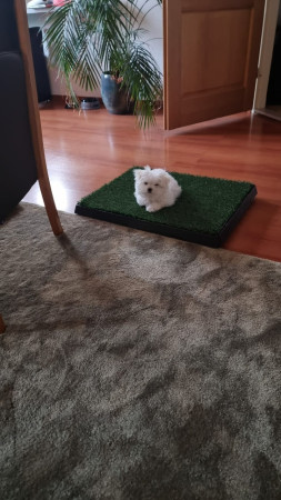 12-10-25 Zoë mist gras dus halen ze het in huis